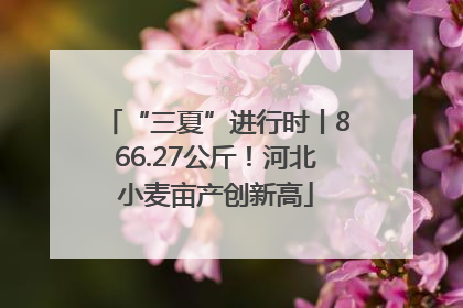 “三夏”进行时丨866.27公斤！河北小麦亩产创新高