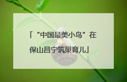 “中国最美小鸟”在保山昌宁筑巢育儿