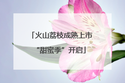火山荔枝成熟上市 “甜蜜季”开启