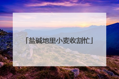 盐碱地里小麦收割忙