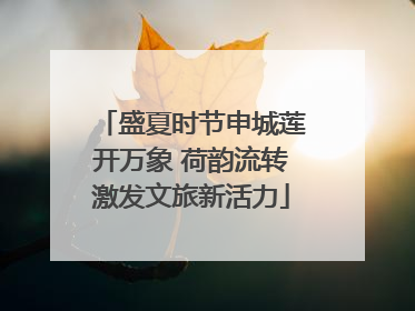 盛夏时节申城莲开万象 荷韵流转激发文旅新活力