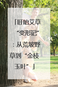 盱眙艾草“变形记”：从荒坡野草到“金枝玉叶”