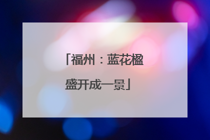 福州：蓝花楹盛开成一景
