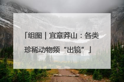 组图｜宜章莽山：各类珍稀动物频“出镜”