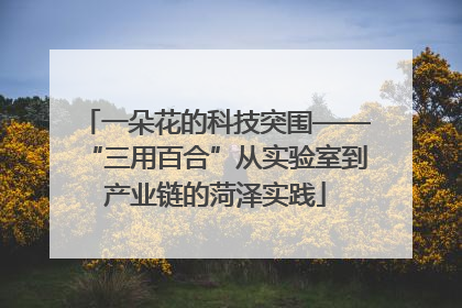 一朵花的科技突围——“三用百合”从实验室到产业链的菏泽实践