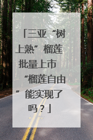 三亚“树上熟”榴莲批量上市 “榴莲自由”能实现了吗？