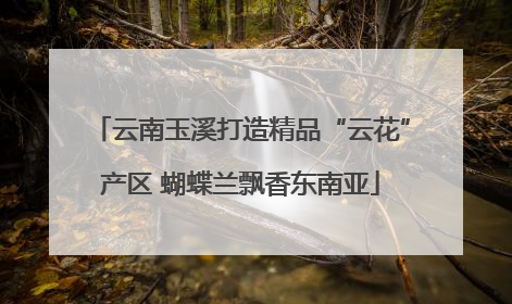 云南玉溪打造精品“云花”产区 蝴蝶兰飘香东南亚
