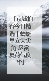 京城拍客今日精选｜蜻蜓早立尖尖角 尽赏夏荷气度华