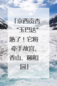 京西贡杏“玉巴达”熟了！它将牵手故宫、香山、颐和园