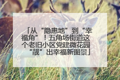 从“隐患地”到“幸福角”！五角场街道这个老旧小区党建微花园“靓”出幸福新图景