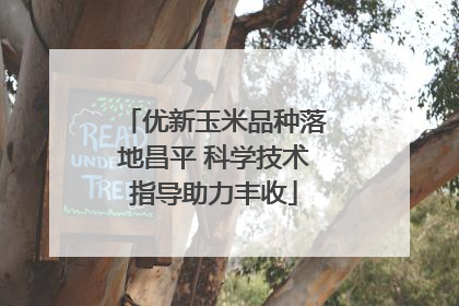 优新玉米品种落地昌平 科学技术指导助力丰收