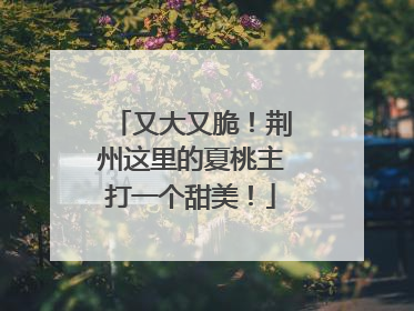 又大又脆！荆州这里的夏桃主打一个甜美！