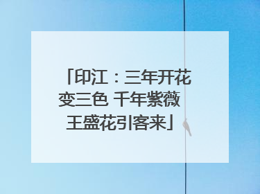 印江：三年开花变三色 千年紫薇王盛花引客来