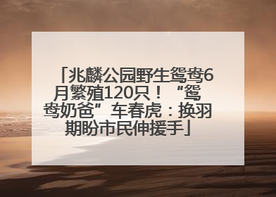 兆麟公园野生鸳鸯6月繁殖120只！“鸳鸯奶爸”车春虎：换羽期盼市民伸援手