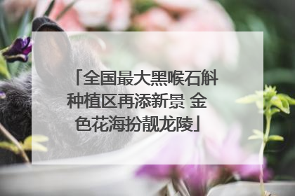 全国最大黑喉石斛种植区再添新景 金色花海扮靓龙陵