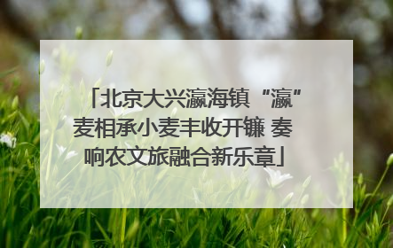 北京大兴瀛海镇“瀛”麦相承小麦丰收开镰 奏响农文旅融合新乐章