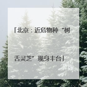 北京：近危物种“树舌灵芝”现身丰台