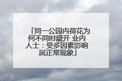 同一公园内荷花为何不同时盛开 业内人士：受多因素影响 属正常现象