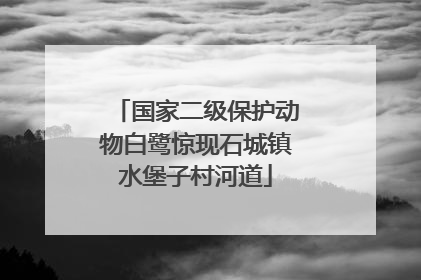 国家二级保护动物白鹭惊现石城镇水堡子村河道