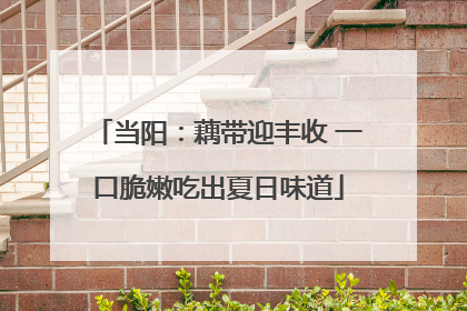 当阳：藕带迎丰收 一口脆嫩吃出夏日味道