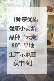 师宗优质强筋小麦新品种“云麦80”旱地生产示范喜获丰收