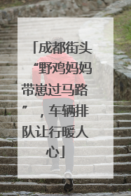 成都街头“野鸡妈妈带崽过马路”，车辆排队让行暖人心