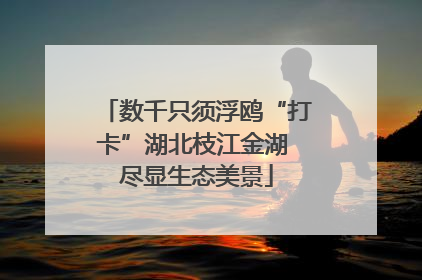 数千只须浮鸥“打卡”湖北枝江金湖 尽显生态美景
