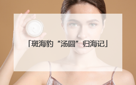 斑海豹“汤圆”归海记