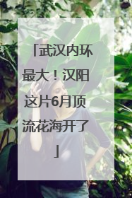 武汉内环最大！汉阳这片6月顶流花海开了