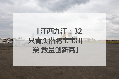 江西九江：32只青头潜鸭宝宝出巢 数量创新高