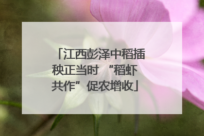 江西彭泽中稻插秧正当时 “稻虾共作”促农增收