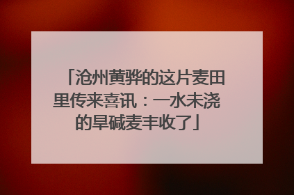 沧州黄骅的这片麦田里传来喜讯：一水未浇的旱碱麦丰收了