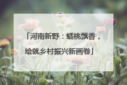 河南新野：蟠桃飘香，绘就乡村振兴新画卷