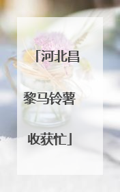 河北昌黎马铃薯收获忙