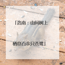 洛南：山间树上栖息百余只苍鹭