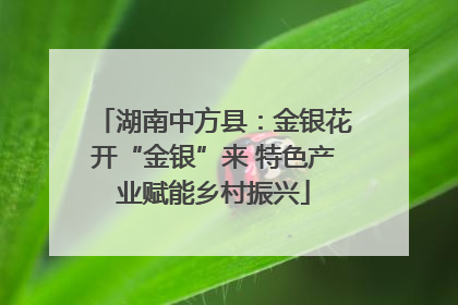 湖南中方县：金银花开“金银”来 特色产业赋能乡村振兴