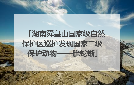湖南舜皇山国家级自然保护区巡护发现国家二级保护动物——脆蛇蜥