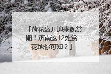 荷花盛开迎来观赏期！济南这12处赏花地你可知？