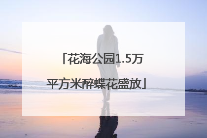 花海公园1.5万平方米醉蝶花盛放