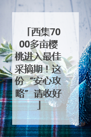 西集7000多亩樱桃进入最佳采摘期！这份“安心攻略”请收好