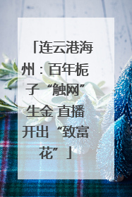 连云港海州：百年栀子“触网”生金 直播开出“致富花”