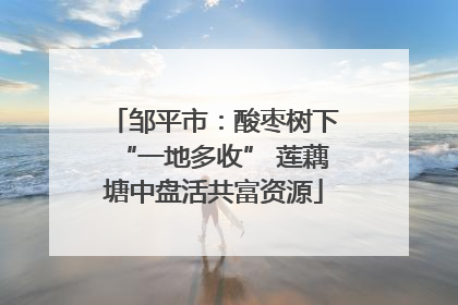邹平市：酸枣树下“一地多收” 莲藕塘中盘活共富资源