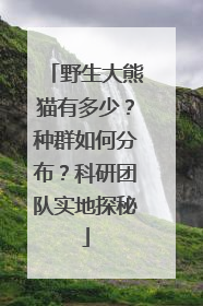 野生大熊猫有多少？种群如何分布？科研团队实地探秘