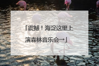 震撼！海淀这里上演森林音乐会→
