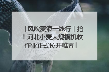 风吹麦浪一线行｜抢！河北小麦大规模机收作业正式拉开帷幕