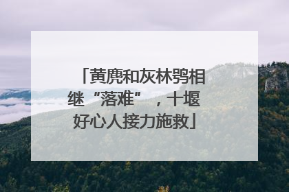 黄麂和灰林鸮相继“落难”，十堰好心人接力施救